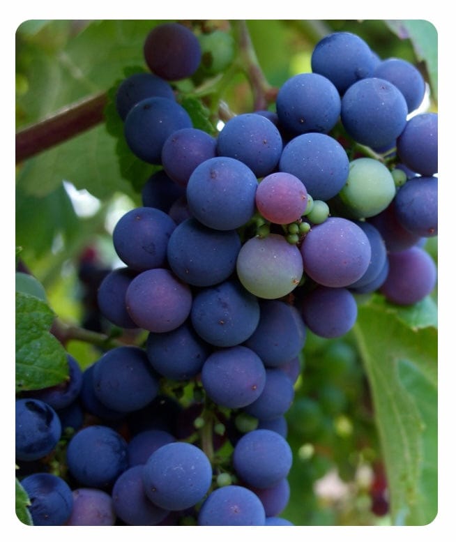 Purple Shampoo Silver Blonde Or Highlighted Hair 8.45 oz Shampoo